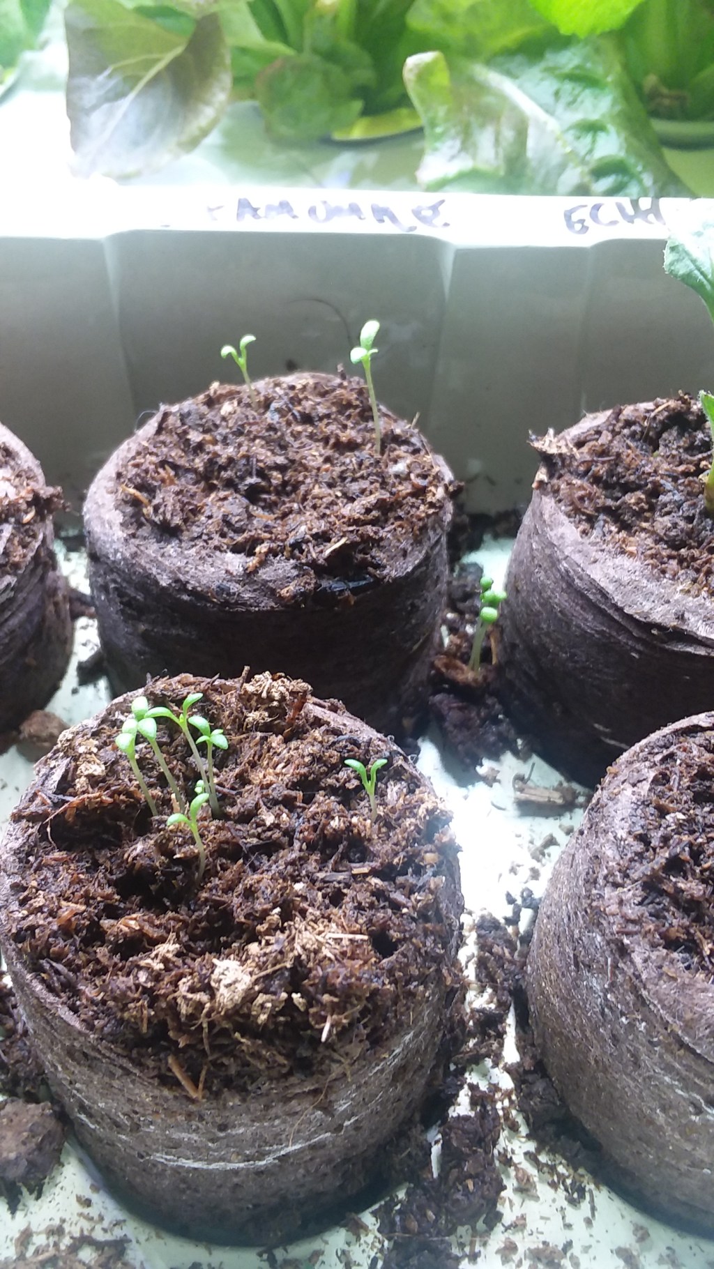 I Have Created Life!!!